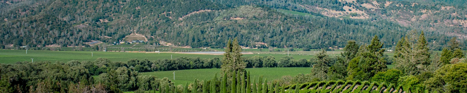 Weite Weinlandschaft mit geordneten Rebzeilen